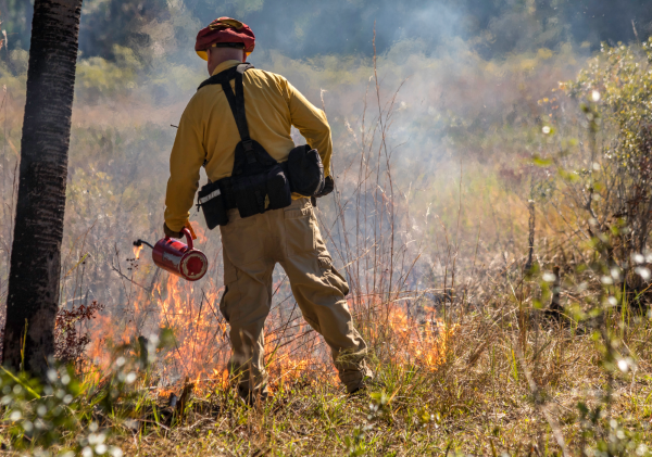 A firefighter lights and monitors a prescribed fire