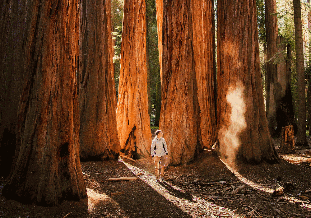 A man stands in a redwood forest clear of ladder fuels