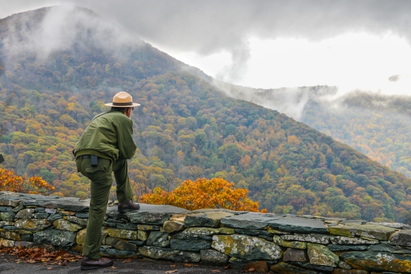 A forest manager overlooks a forest