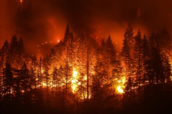 Wildfire burning through a forest at night