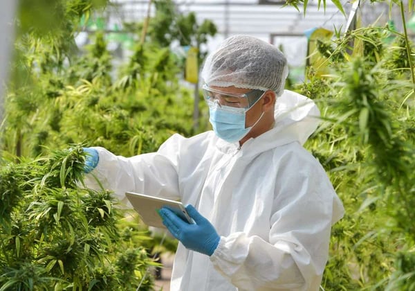 A worker checks cannabis plants growing indoors