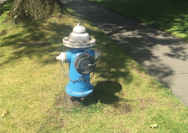 Fire hydrant with blue body and white cap and nozzles