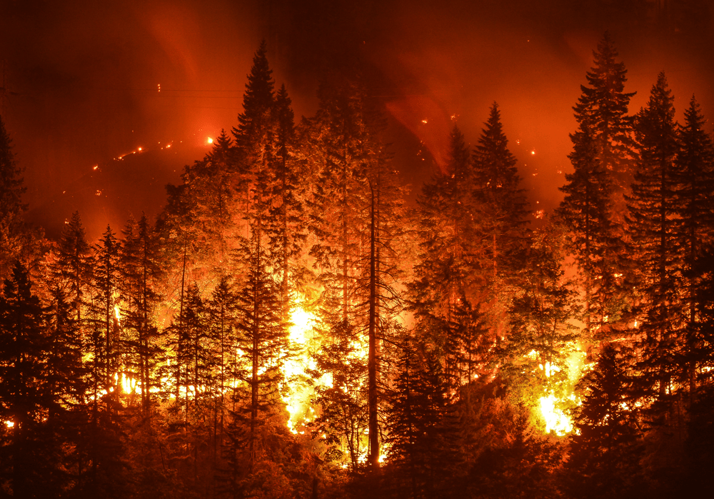 A large and powerful wildfire consumes a forest